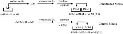 Myokine Regulation of Insulin Secretion: Impact of Inflammation and Type 2 Diabetes